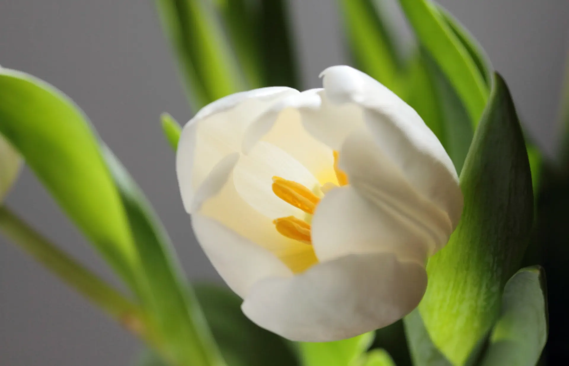 Naturaleza — tulipán blanco