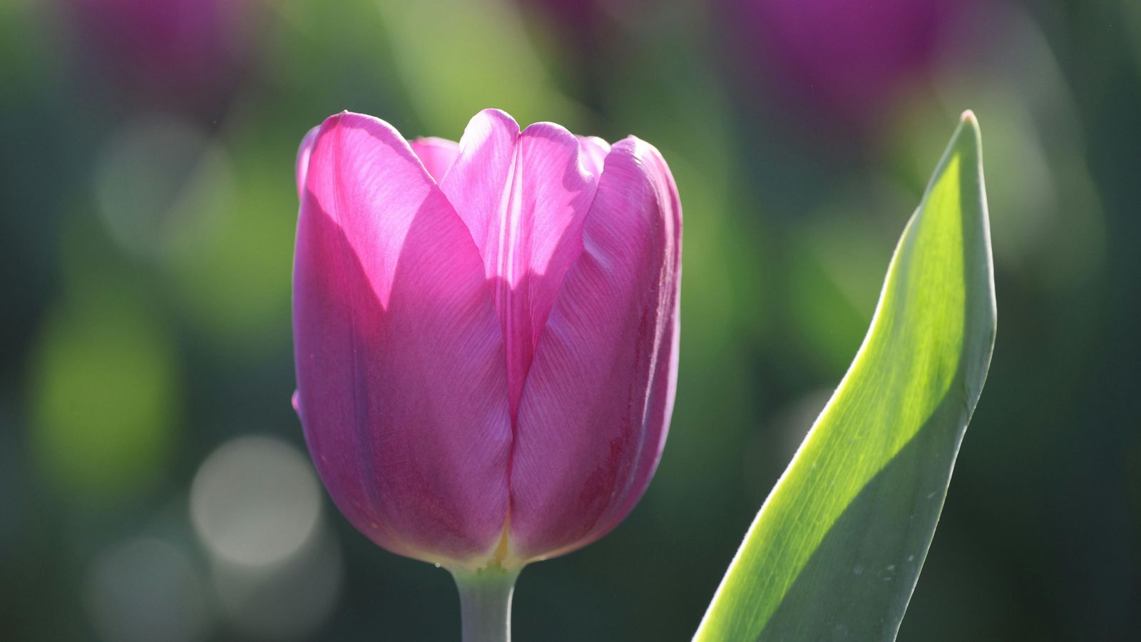 Un tulipán morado a contraluz